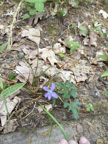 Viola palmata (three-lobed violet)
