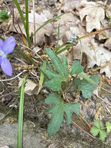 Viola palmata (three-lobed violet) (alternate view 2)
