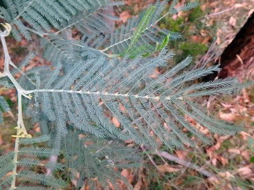 Acacia dealbata (Silver wattle)