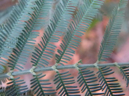 Acacia dealbata (Silver wattle)