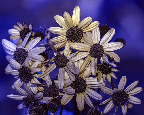 Packera obovata (roundleaf ragwort) (alternate view 3)