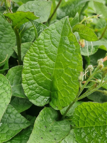 Symphytum grandiflorum (Creeping Comfrey)