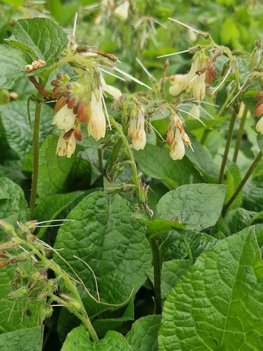 Symphytum grandiflorum (Creeping Comfrey)