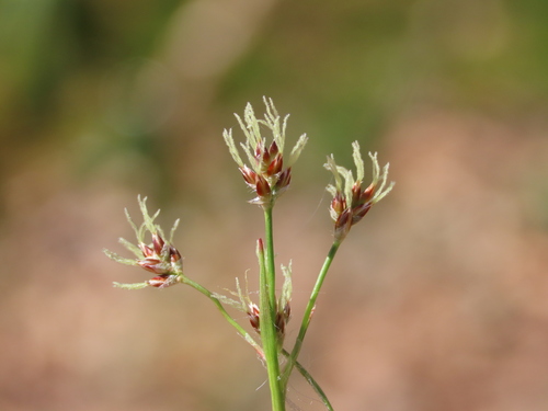 Luzula (woodrushes) (alternate view 4)