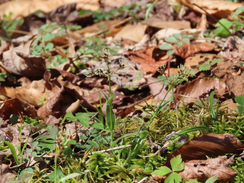 Luzula (woodrushes) (alternate view 5)