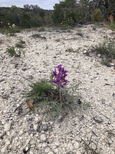 Oxytropis lambertii (Lambert's Locoweed) (alternate view 4)
