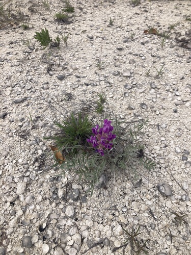 Oxytropis lambertii (Lambert's Locoweed) (alternate view 5)