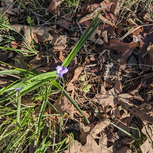 Tradescantia virginiana (Virginia spiderwort) (alternate view 3)