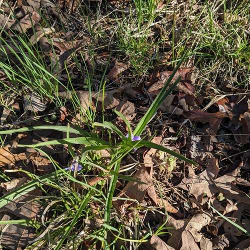 Tradescantia virginiana (Virginia spiderwort) (alternate view 4)