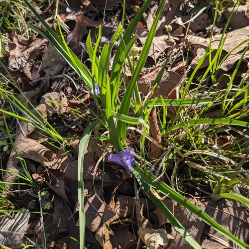Tradescantia virginiana (Virginia spiderwort) (alternate view 5)