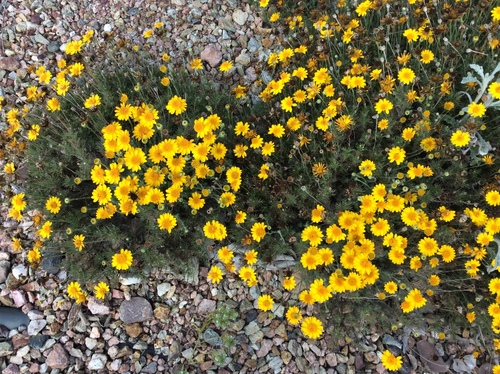 Thymophylla pentachaeta (Parralena) (alternate view 5)