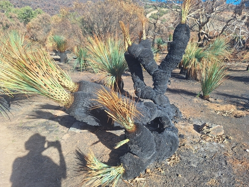 Xanthorrhoea semiplana (tufted grass-tree) (alternate view 4)