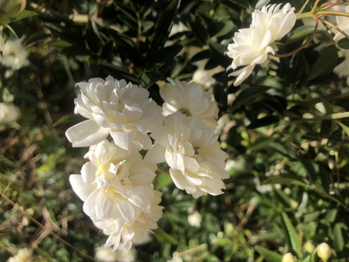 Rosa banksiae (Lady Banks Rose) (alternate view 5)