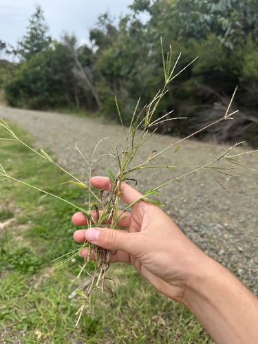 Digitaria sanguinalis (Hairy Crabgrass) (alternate view 8)