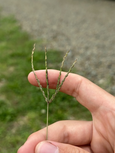 Digitaria sanguinalis (Hairy Crabgrass) (alternate view 9)
