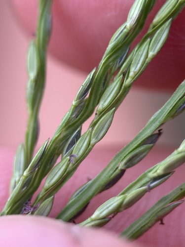 Digitaria sanguinalis (Hairy Crabgrass) (alternate view 12)