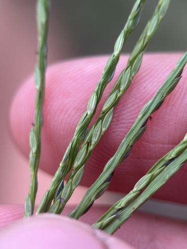 Digitaria sanguinalis (Hairy Crabgrass) (alternate view 11)