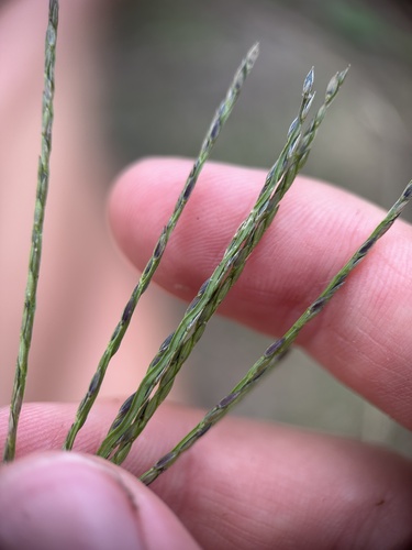 Digitaria sanguinalis (Hairy Crabgrass) (alternate view 10)