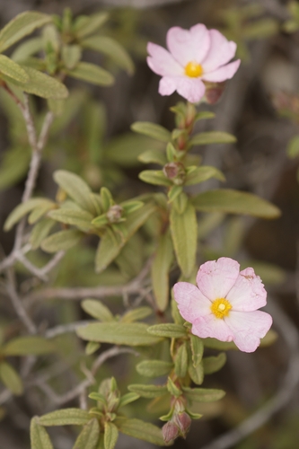 Cistus x skanbergii (alternate view 2)