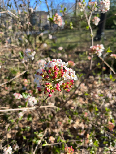 Viburnum × burkwoodii (Burkwood viburnum) (alternate view 5)