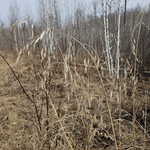Bromus (bromes) (alternate view 3)