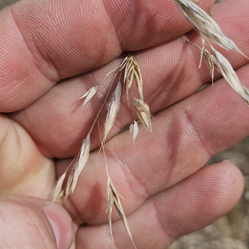 Bromus (bromes) (alternate view 4)