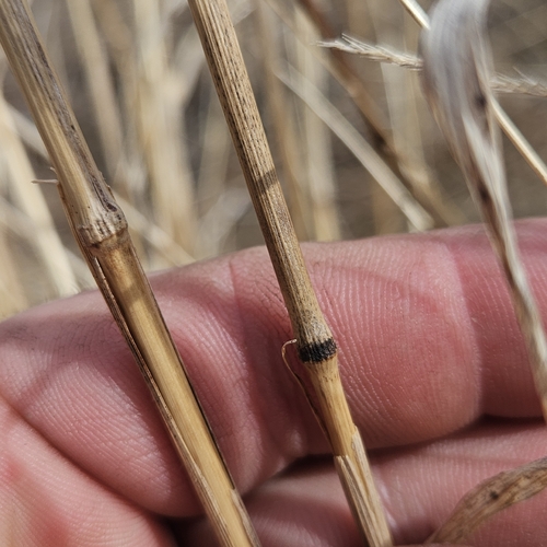 Bromus (bromes) (alternate view 5)
