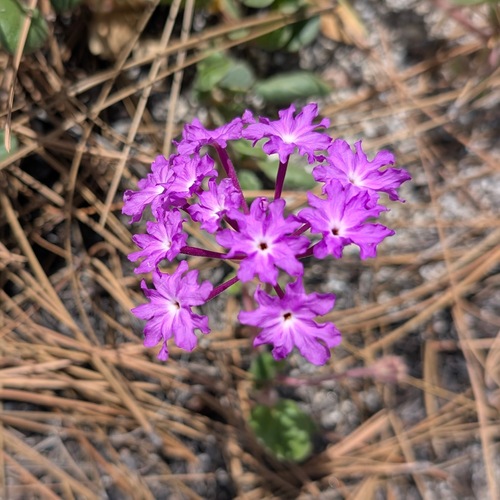 Abronia villosa (desert sand verbena) (alternate view 5)