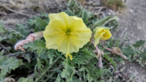 Oenothera triloba (Stemless Evening Primrose) (alternate view 2)