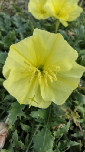 Oenothera triloba (Stemless Evening Primrose) (alternate view 3)