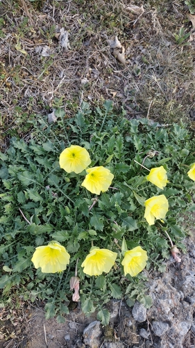 Oenothera triloba (Stemless Evening Primrose) (alternate view 4)