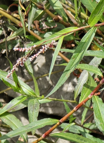 Persicaria decipiens (slender knotweed) (alternate view 6)