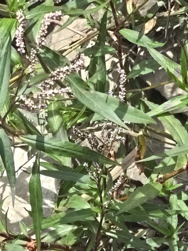 Persicaria decipiens (slender knotweed) (alternate view 8)