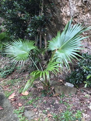 Livistona chinensis (Chinese Fan Palm)
