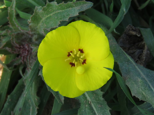 Camissoniopsis bistorta (California sun cup) (alternate view 4)