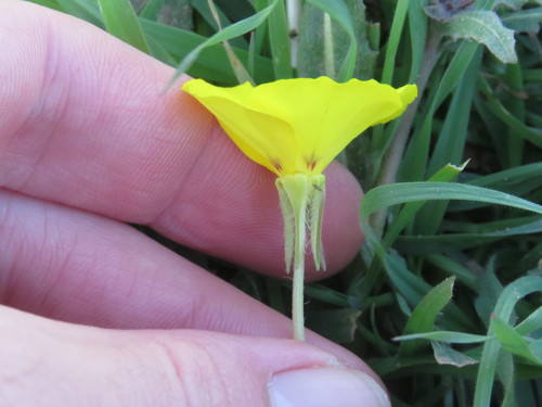 Camissoniopsis bistorta (California sun cup) (alternate view 5)