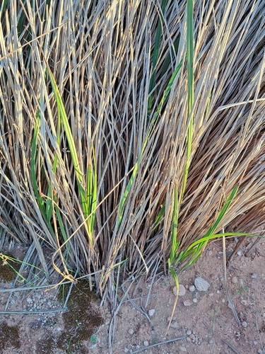 Dianella brevicaulis (Coast Flax-Lily) (alternate view 6)
