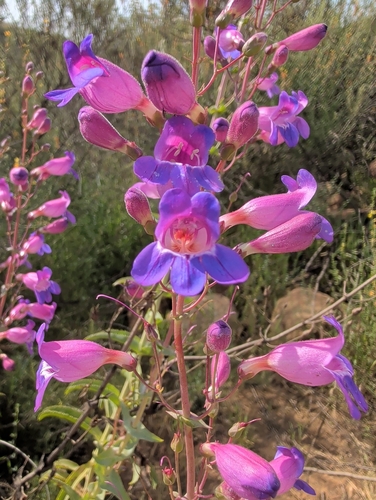 Penstemon spectabilis (Showy Penstemon) (alternate view 3)
