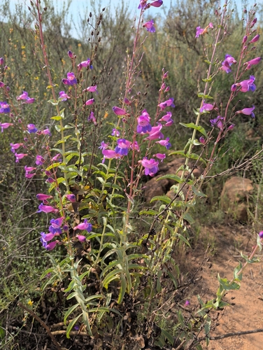 Penstemon spectabilis (Showy Penstemon) (alternate view 4)