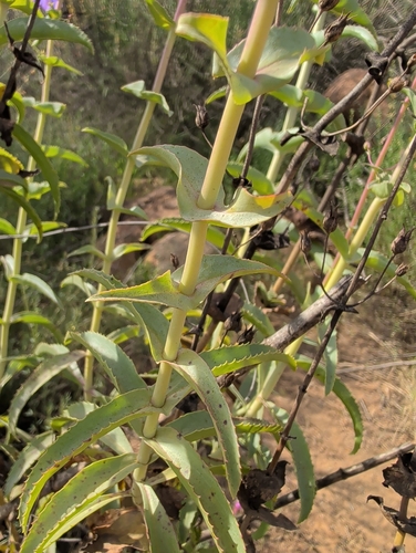 Penstemon spectabilis (Showy Penstemon) (alternate view 5)