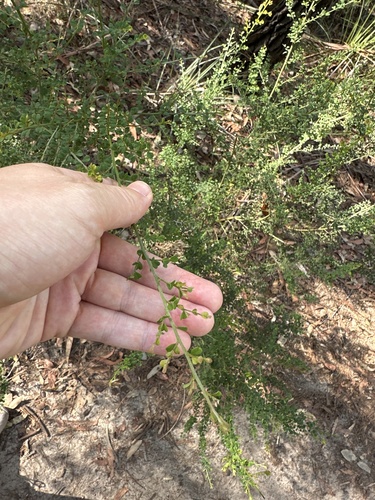Bossiaea obcordata (Spiny Bossiaea) (alternate view 2)