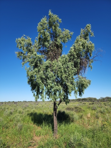 Santalum lanceolatum (Blue Bush) (alternate view 4)