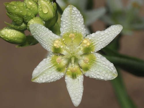 Toxicoscordion fremontii (Fremont's Death Camas) (alternate view 4)