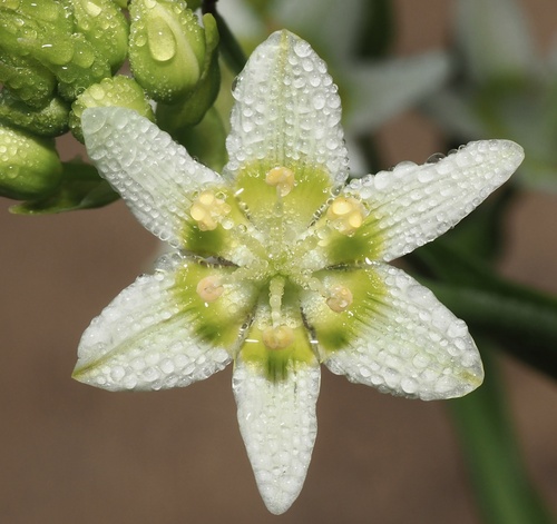 Toxicoscordion fremontii (Fremont's Death Camas) (alternate view 2)