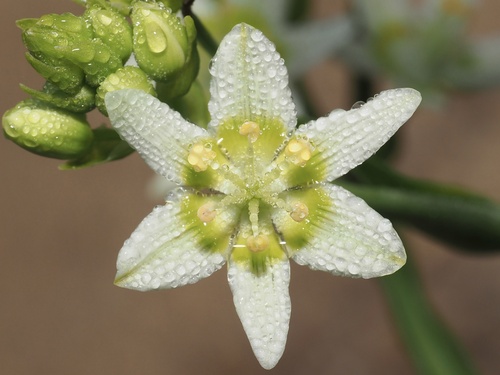 Toxicoscordion fremontii (Fremont's Death Camas) (alternate view 3)
