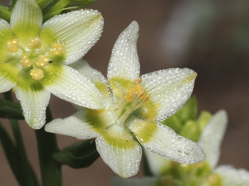 Toxicoscordion fremontii (Fremont's Death Camas) (alternate view 5)