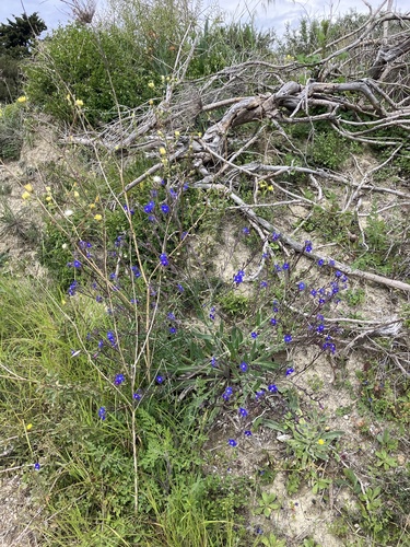 Anchusa azurea (Italian bugloss) (alternate view 3)
