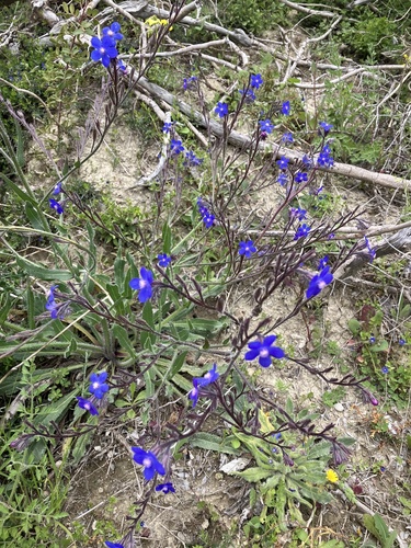 Anchusa azurea (Italian bugloss) (alternate view 4)