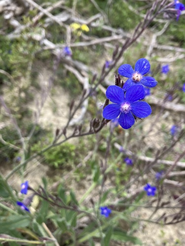Anchusa azurea (Italian bugloss) (alternate view 5)