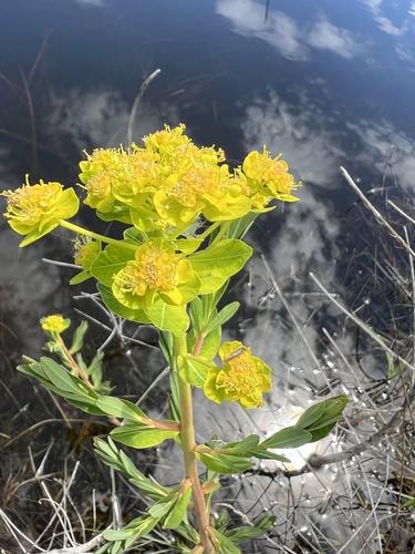Euphorbia palustris (alternate view 6)